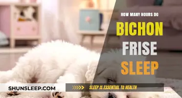 Understanding Bichon Frise Sleep Patterns: How Many Hours Do They Need?