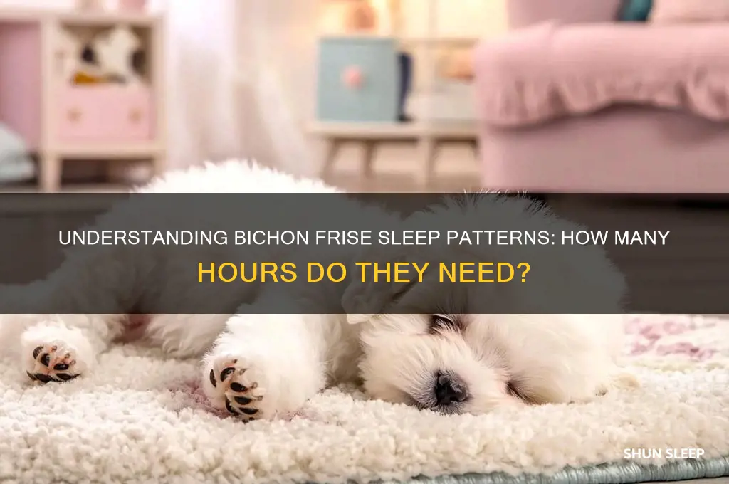 how many hours do bichon frise sleep