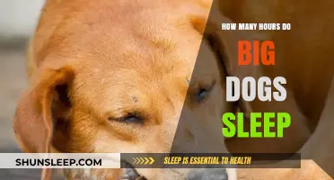 Big Dogs' Sleep Patterns: Understanding Their Resting Hours and Needs