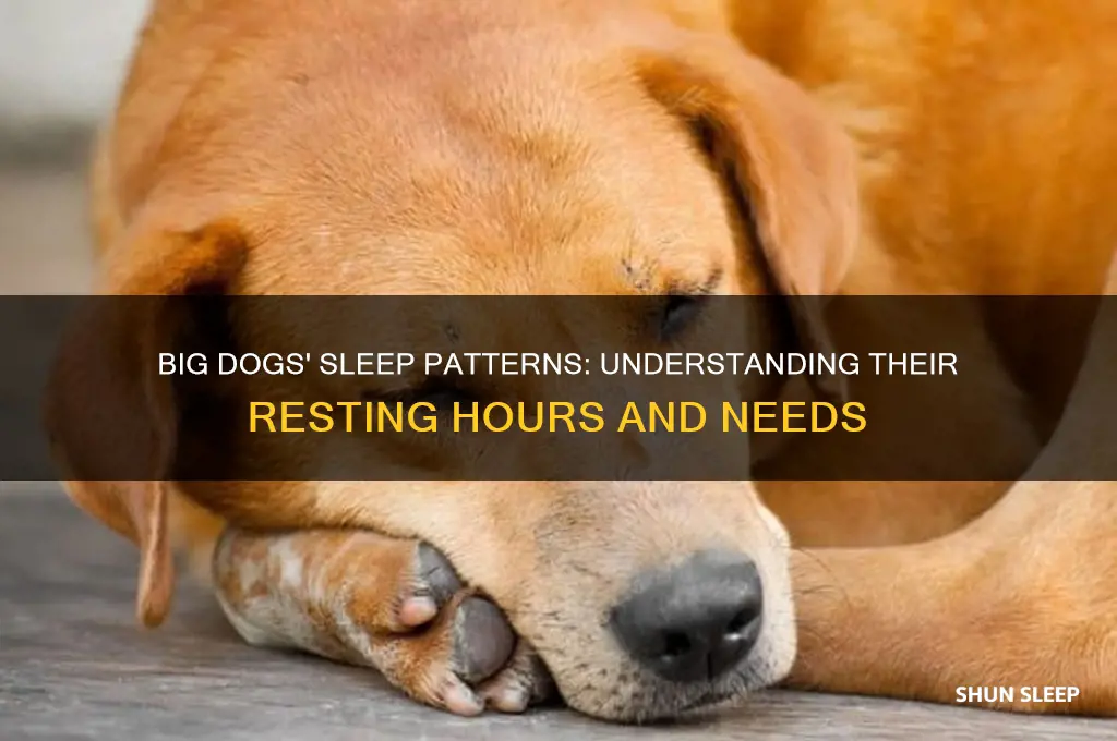 how many hours do big dogs sleep
