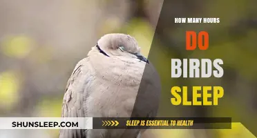 Unveiling the Mysteries of Avian Slumber: How Many Hours Do Birds Sleep?
