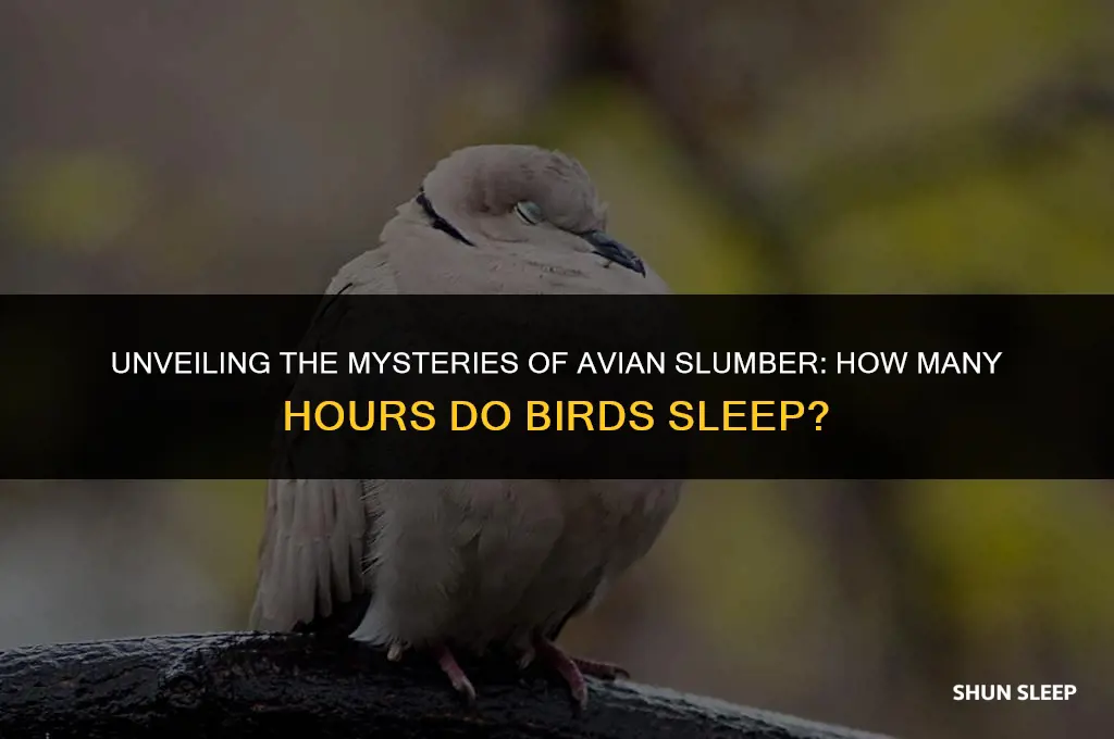 how many hours do birds sleep