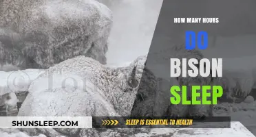 Unveiling Bison Sleep Patterns: How Many Hours Do They Rest?
