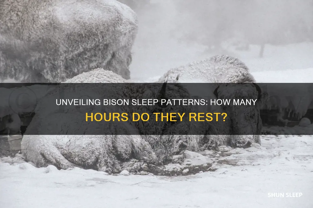 how many hours do bison sleep