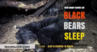 Black Bears' Sleep Patterns: Uncovering Their Daily Hibernation Habits