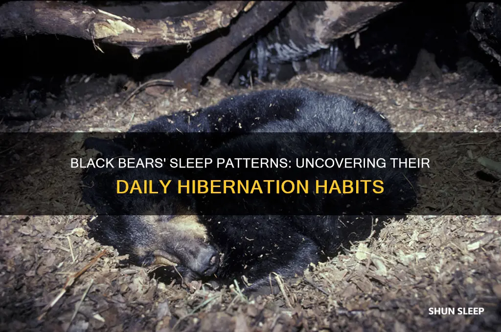 how many hours do black bears sleep