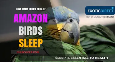 Blue Amazon Parrots' Sleep Patterns: Unveiling Their Resting Hours