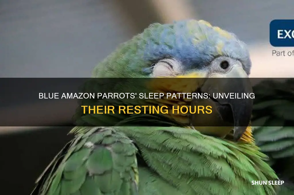 how many hours do blue amazon birds sleep