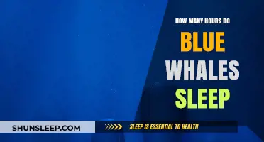 Blue Whales' Sleep Patterns: Unveiling Their Resting Habits and Duration