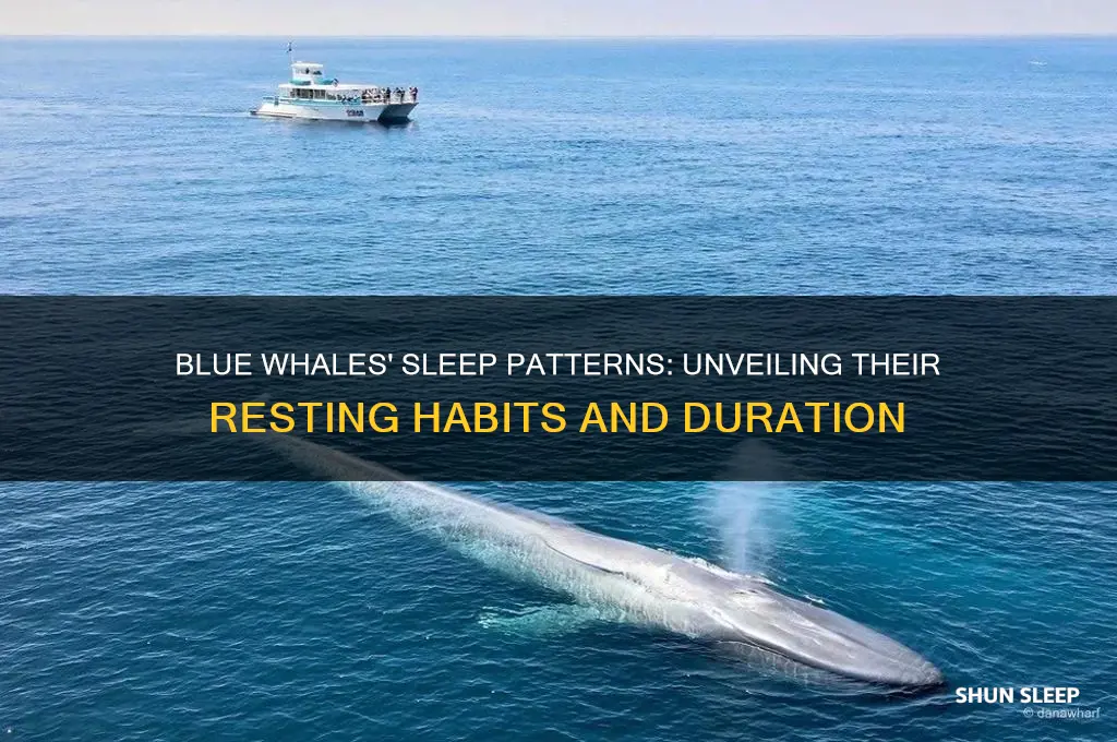 how many hours do blue whales sleep
