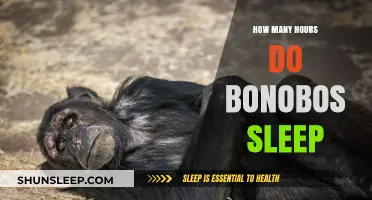 Bonobos' Sleep Patterns: Unveiling Their Daily Resting Habits