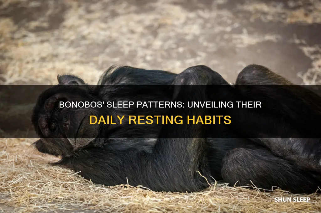 how many hours do bonobos sleep