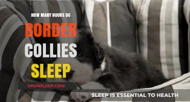 Understanding Border Collie Sleep Patterns: How Many Hours Do They Need?