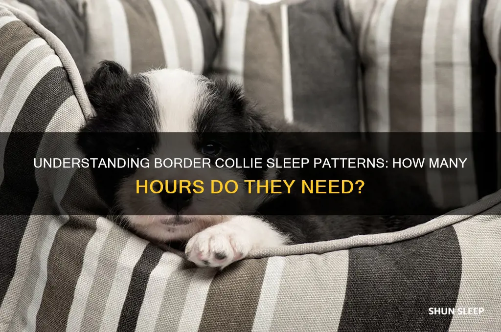 how many hours do border collies sleep