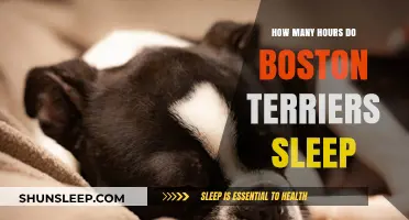 Boston Terriers' Sleep Patterns: Understanding Their Daily Rest Needs