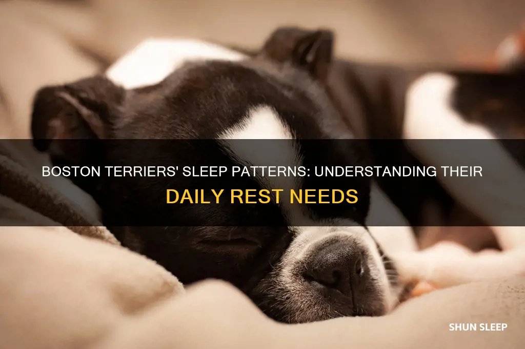 how many hours do boston terriers sleep