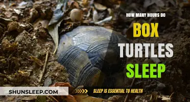 Box Turtles' Sleep Patterns: Understanding Their Resting Hours