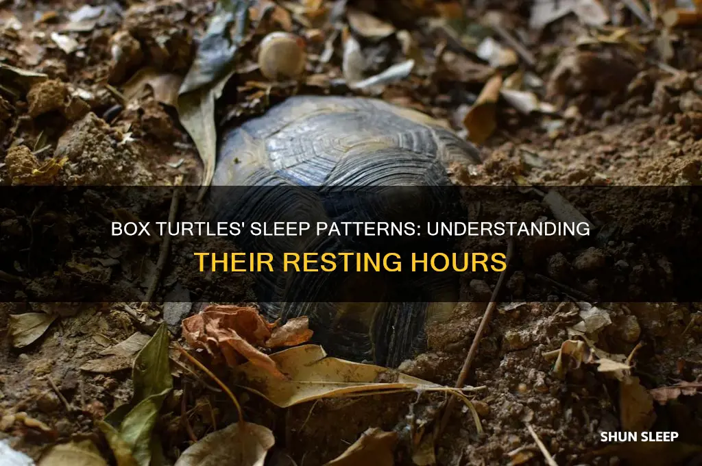 how many hours do box turtles sleep