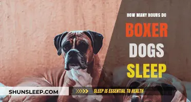 Understanding Boxer Dogs' Sleep Patterns: How Many Hours Do They Need?