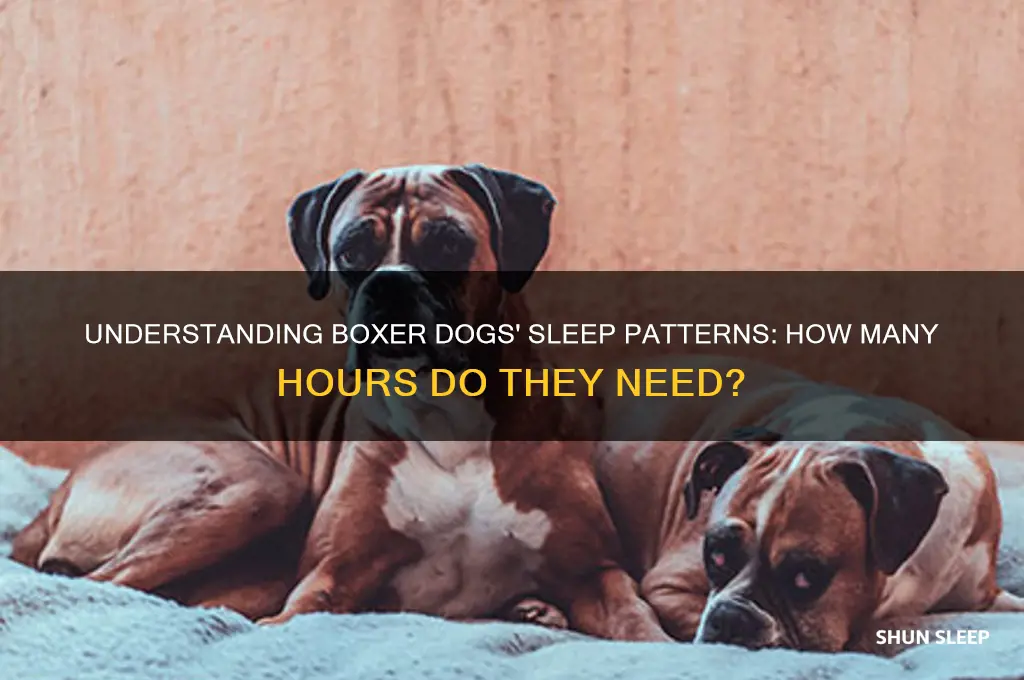 how many hours do boxer dogs sleep