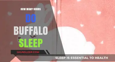 Buffalo Sleep Patterns: Unveiling Their Daily Resting Habits
