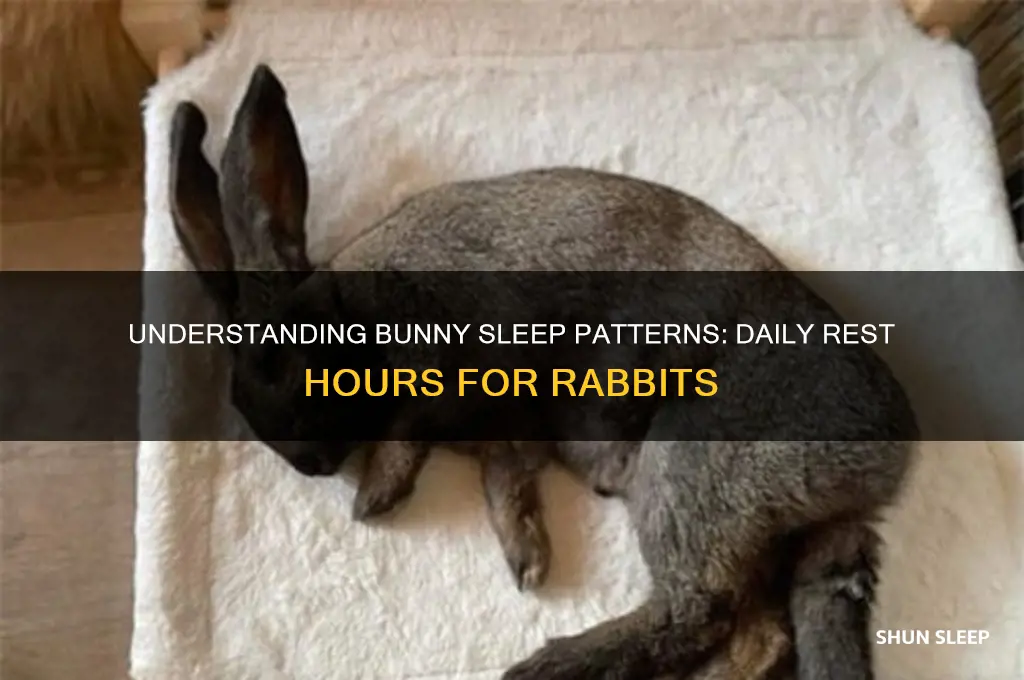 how many hours do bunnies sleep a day