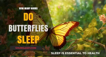 Unveiling the Restful Habits of Butterflies: Their Unique Sleep Patterns