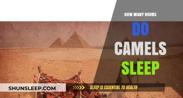 Unveiling the Sleep Patterns of Camels: How Many Hours Do They Rest?