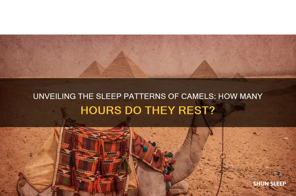 how many hours do camels sleep