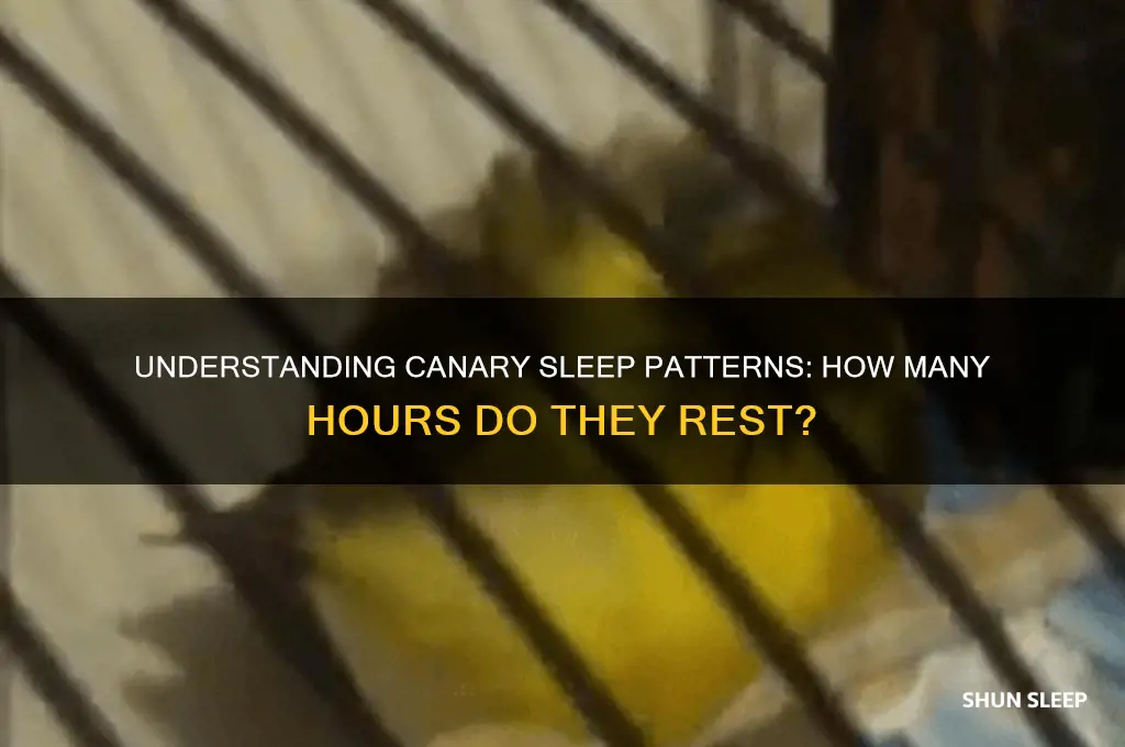 how many hours do canaries sleep