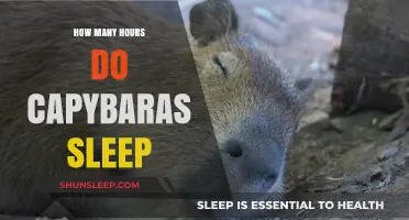 Capybaras' Sleep Patterns: Unveiling Their Daily Resting Habits