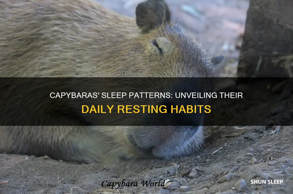 how many hours do capybaras sleep