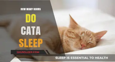 Understanding the Sleep Patterns of Cats: How Many Hours Do They Sleep?