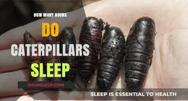 Unveiling the Rest Patterns: How Many Hours Do Caterpillars Sleep?