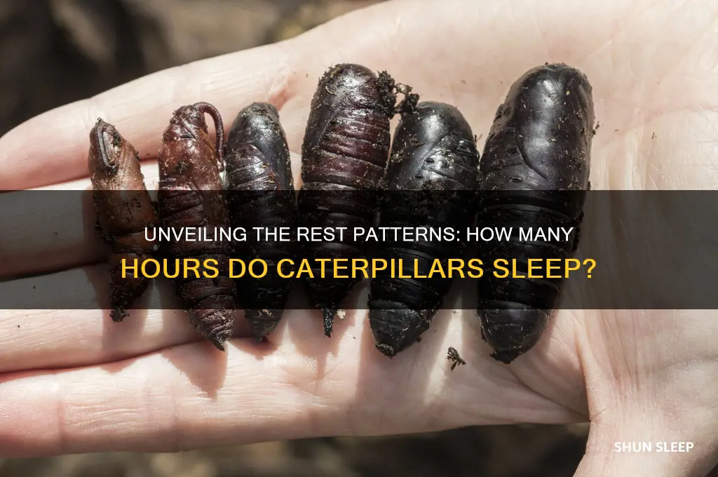 how many hours do caterpillars sleep
