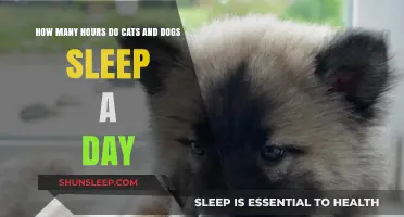 Understanding Daily Sleep Patterns of Cats and Dogs: A Comparative Guide