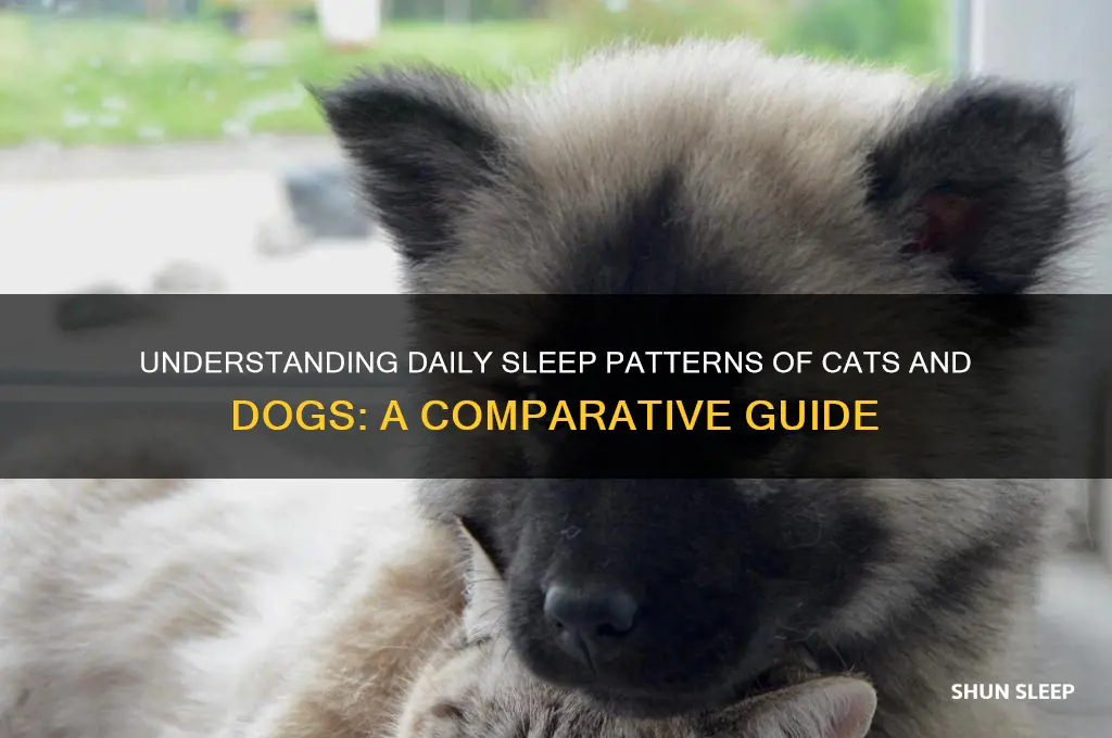 how many hours do cats and dogs sleep a day