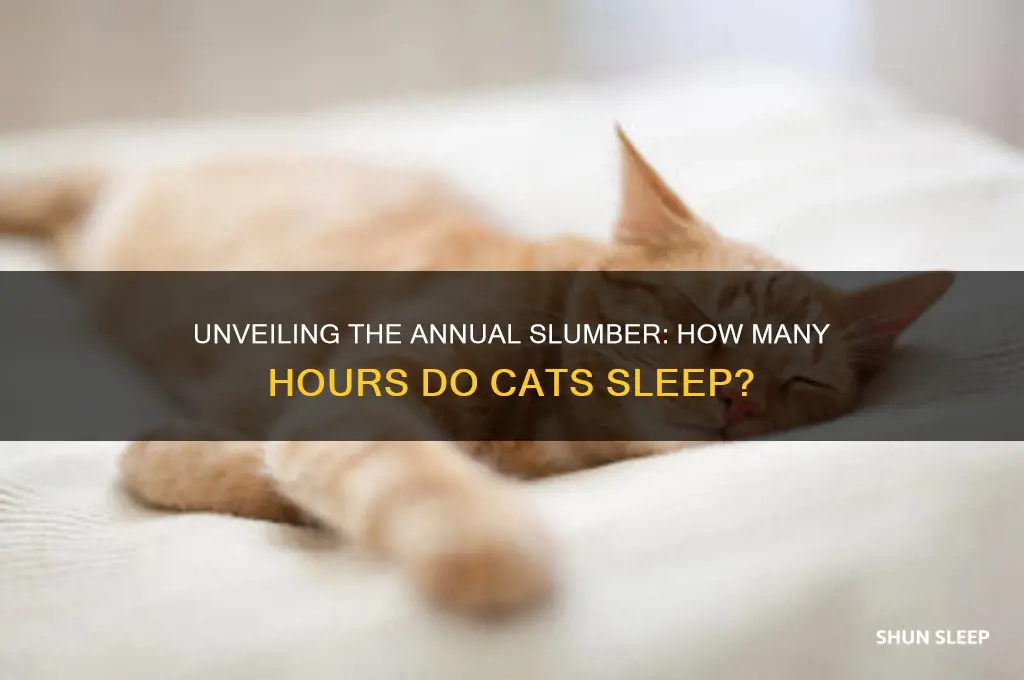 how many hours do cats sleep a year