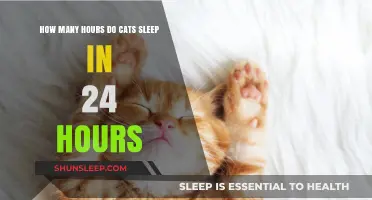 Understanding Cats' Daily Sleep Patterns: How Many Hours Do They Rest?