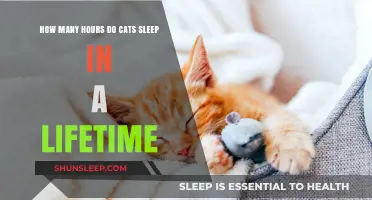 Understanding the Lifetime Sleep Patterns of Cats: Hours and Habits