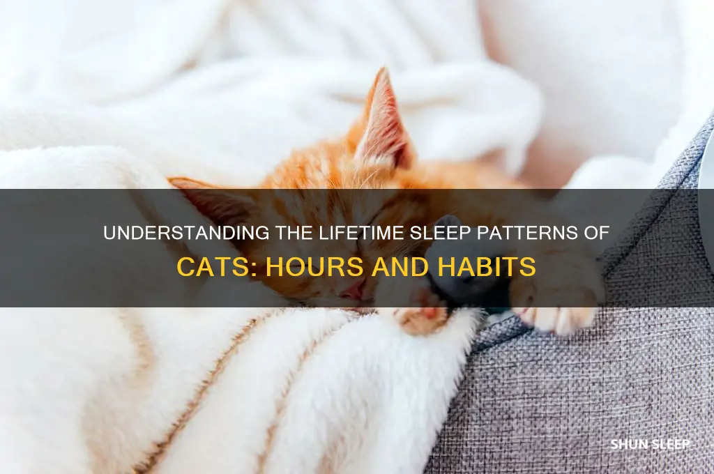 how many hours do cats sleep in a lifetime