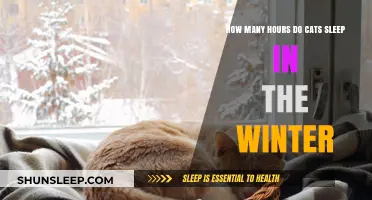 Winter Slumbers: Unraveling the Mystery of Cats' Sleep Patterns