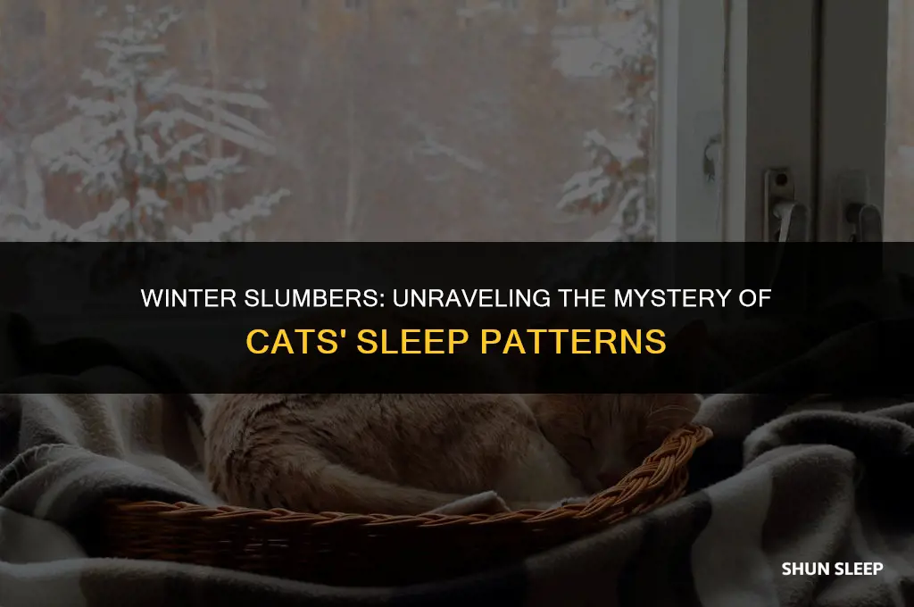how many hours do cats sleep in the winter