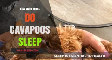 Cavapoo Sleep Patterns: Understanding Their Daily Rest Requirements