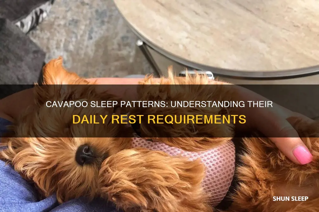 how many hours do cavapoos sleep