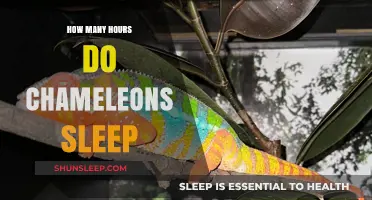 Chameleons' Sleep Patterns: Unveiling Their Restful Hours and Habits