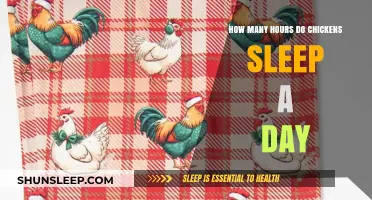 Understanding Chicken Sleep Patterns: Daily Rest Hours Explained