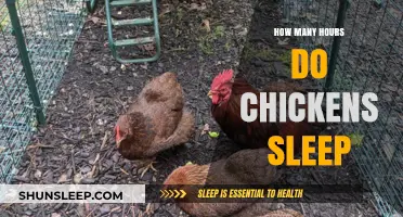 Understanding Chicken Sleep Patterns: A Guide to Poultry Rest