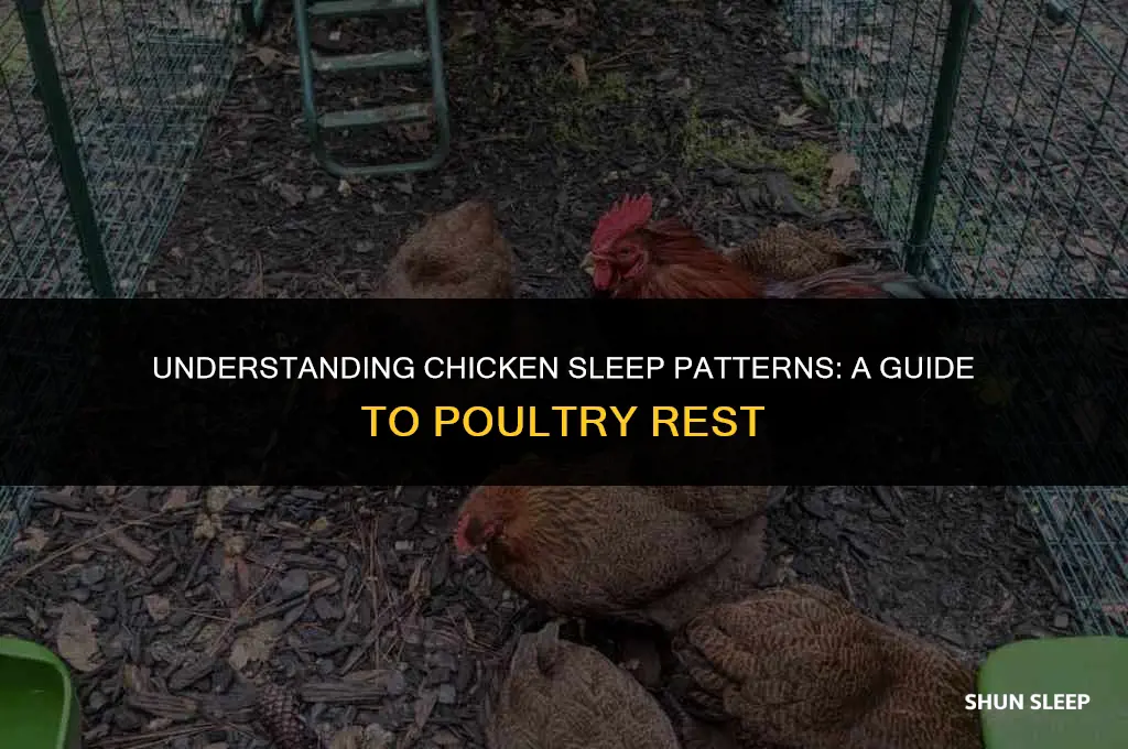 how many hours do chickens sleep