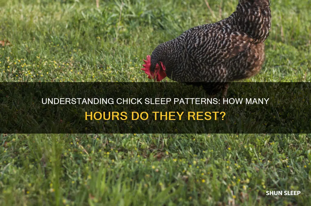 how many hours do chicks sleep